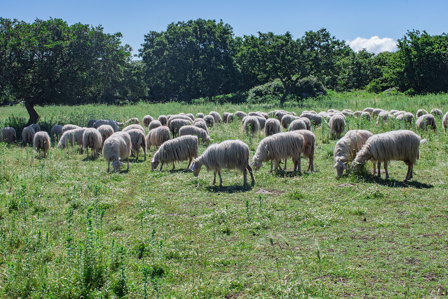 Schafherde auf einer Wiese, welche die Milch für den wichtigsten europäischen Schafskäse produzieren.