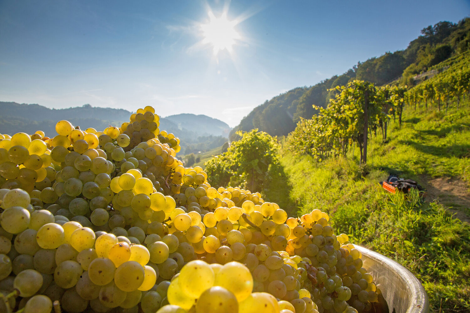 Weinregen in AOC St. Gallen mit frisch geerntetem Traubengut.