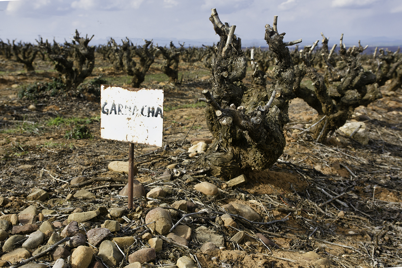garnacha reben