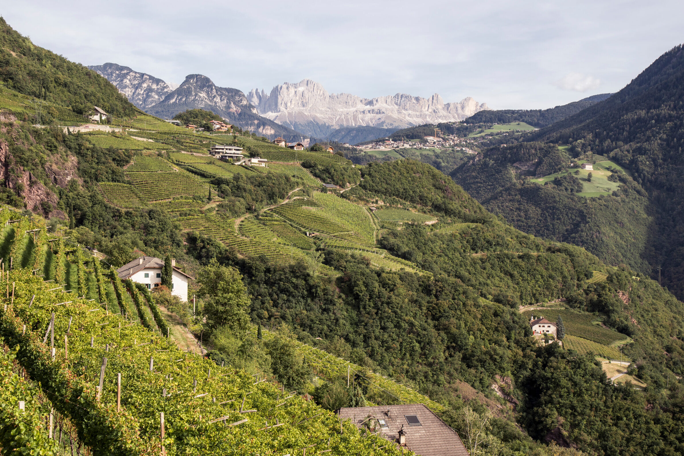 Steile Weinberge in Südtirol mit Blick auf die Dolomiten – Terrassenlagen und Rebenlandschaft als Herkunftsregion für hochwertiges Wein-Tasting.